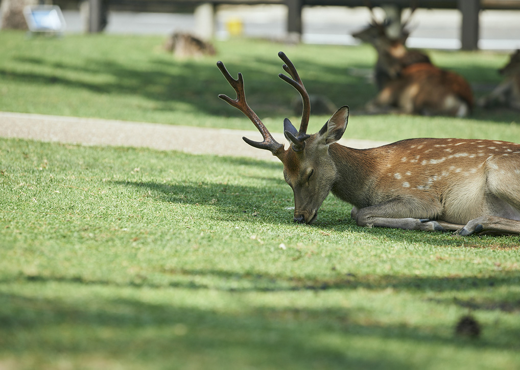 Nara Park